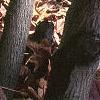 Amelanchier laevis, bark