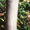 Amelanchier laevis, bark
