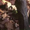 Amelanchier laevis, bark