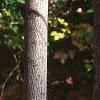 Amelanchier laevis, bark