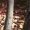 Amelanchier laevis, bark
