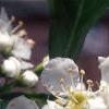 Crataegus crusgalli, flowers
