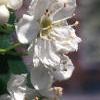Crataegus crusgalli, flowers
