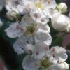 Crataegus crusgalli, flowers