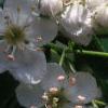 Crataegus crusgalli, flowers