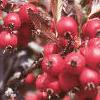 Crataegus crusgalli, fruit