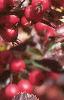 Crataegus crusgalli, fruit