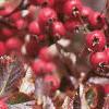 Crataegus crusgalli, fruit