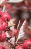 Crataegus crusgalli, fruit