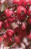 Crataegus crusgalli, fruit