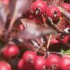 Crataegus crusgalli, fruit