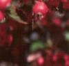 Crataegus crusgalli, fruit