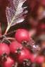 Crataegus crusgalli, fruit