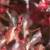 Crataegus crusgalli, fruit