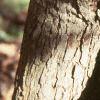 Crataegus crusgalli, bark