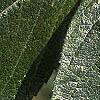 Crataegus x lavallei, leaves