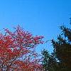 Crataegus viridis 'Winter King'