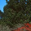 Crataegus viridis 'Winter King'