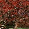Crataegus viridis 'Winter King'