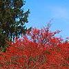 Crataegus viridis 'Winter King'