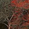 Crataegus viridis 'Winter King'