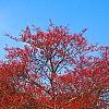 Crataegus viridis 'Winter King'