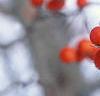 Crataegus viridis 'Winter King'