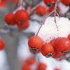 Crataegus viridis 'Winter King'