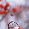 Crataegus viridis 'Winter King'