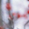 Crataegus viridis 'Winter King'