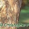 Crataegus viridis 'Winter King'