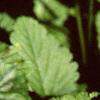 Duchesnia indica, habit