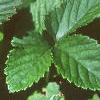 Duchesnia indica, leaves