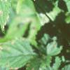 Duchesnia indica, leaves