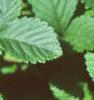 Duchesnia indica, leaves