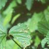 Duchesnia indica, leaves