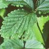 Duchesnia indica, leaves