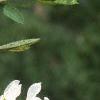 Exochorda racemosa