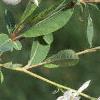 Exochorda racemosa
