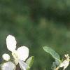 Exochorda racemosa