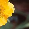 Geum chiloense 'Lady Stratheden', flowers
