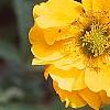 Geum chiloense 'Lady Stratheden', flowers