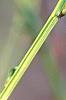 Kerria japonica 'Kin Kan', buds