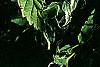 Kerria japonica 'Picta', leaves