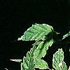 Kerria japonica 'Picta', leaves