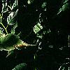 Kerria japonica 'Picta', leaves