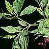 Kerria japonica 'Picta', leaves