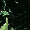 Kerria japonica 'Picta', leaves