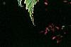 Kerria japonica 'Picta', leaves