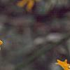 Kerria japonica 'Picta', flowers